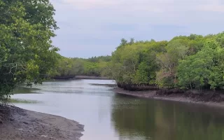 יער מנגרובים