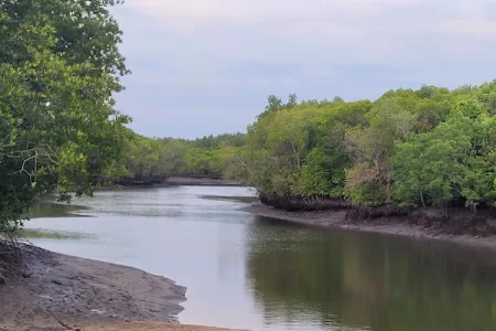 יער מנגרובים