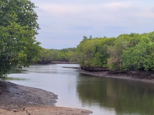יער מנגרובים