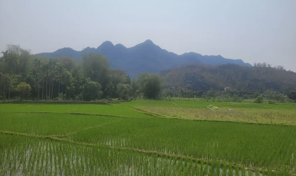 שדה אורז במאי צ׳או