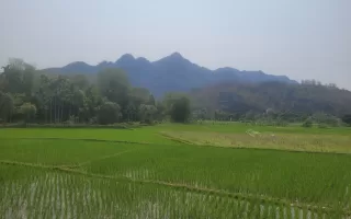 שדה אורז במאי צ׳או