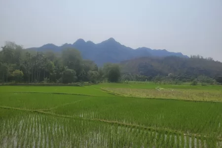 שדה אורז במאי צ׳או